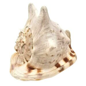 Decorative Natural Helmet Sea Shell Ornament For Home Decor Or Aquariums JE256